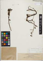 Foto von Salix kitaibeliana Willd.